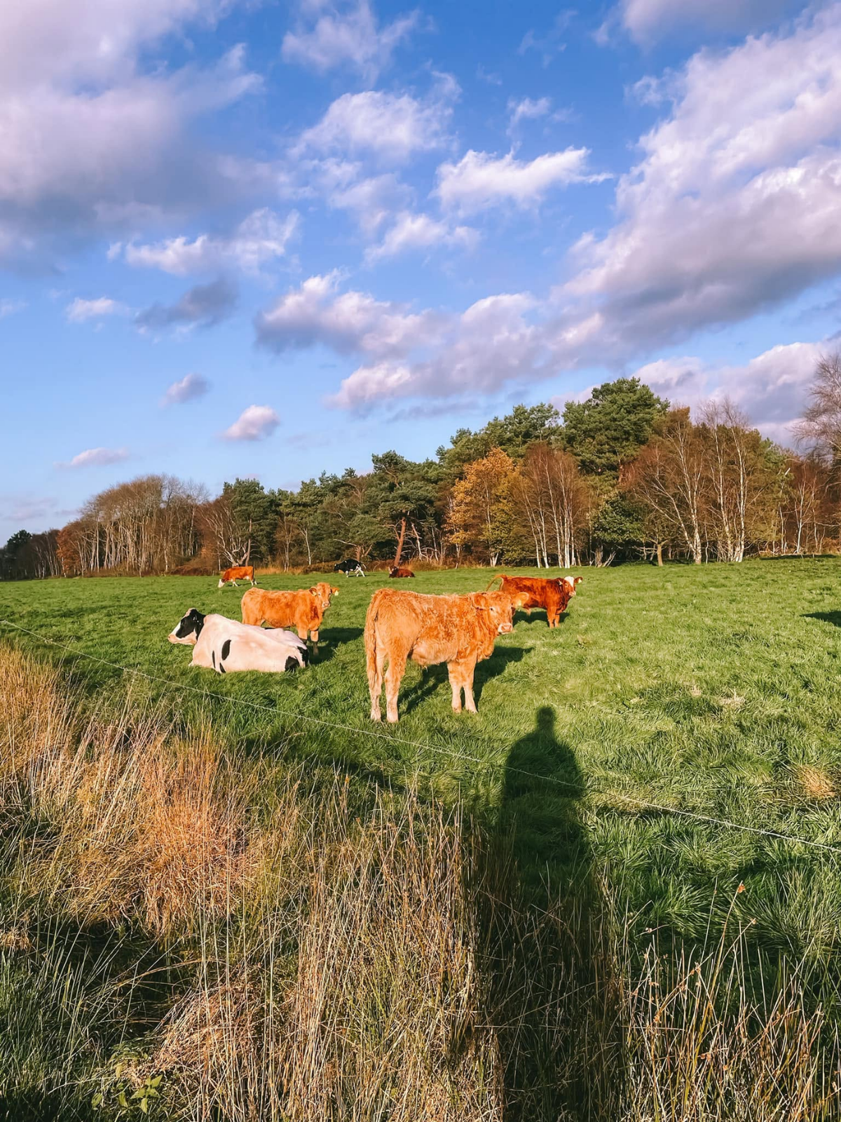 A small herd of auburn and black-and-white cattle grazing in a sunlit German pasture, autumn forest stretching behind them under a blue and white sky.