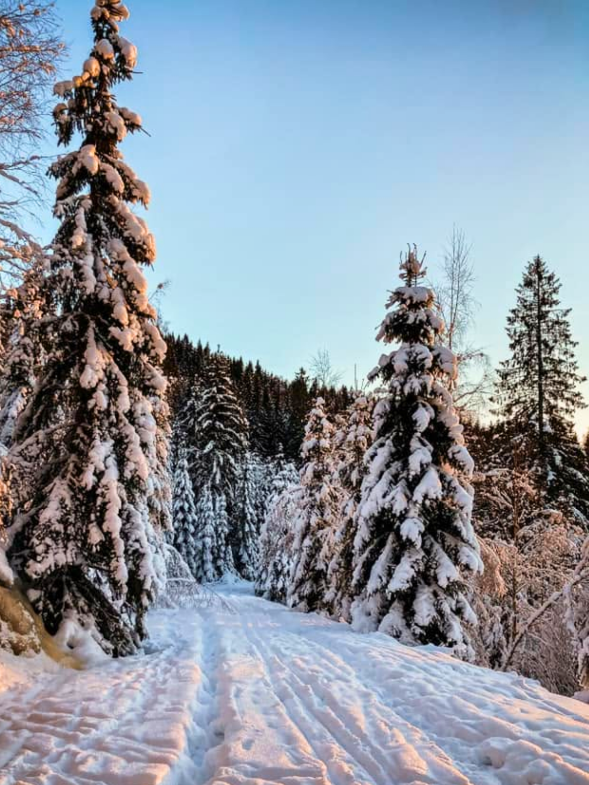 A snow-covered trail disappearing between towering frost-laden pine trees in warm winter light, the sky crisp and clear above.